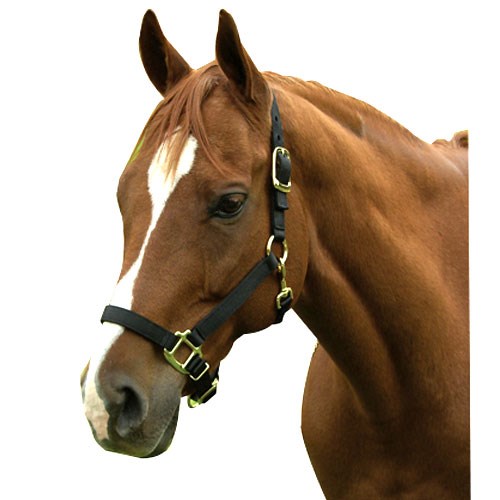 1" Nylon Adjustable Horse Halter