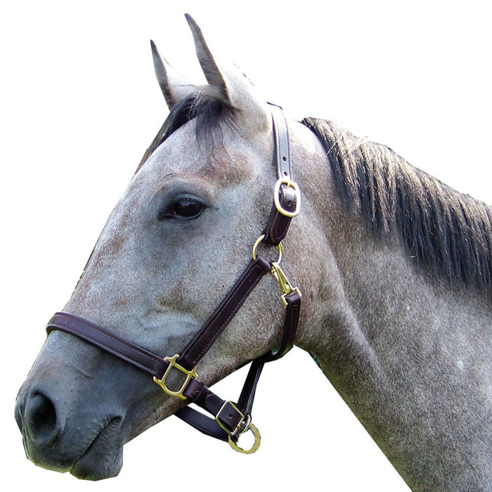 1" Breakaway Leather Halter