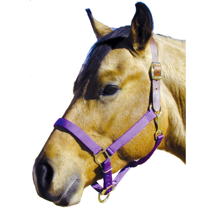 Poly Halter with Leather Crown (Discontinued)