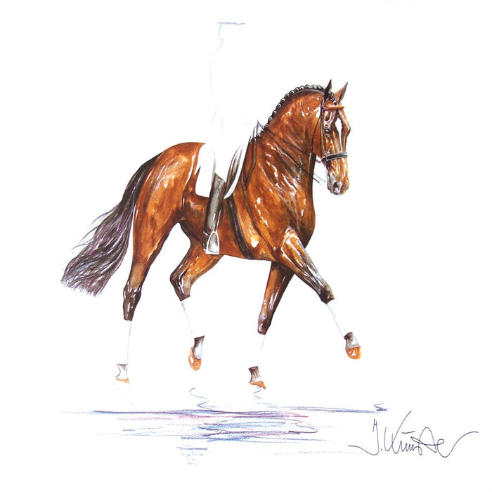 Classic (Dressage) Horse 19.75" X 27.5" Print