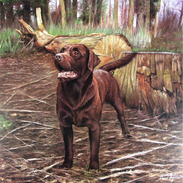 Chocolate Lab Print