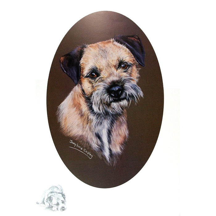 Border Terrier Portrait Print