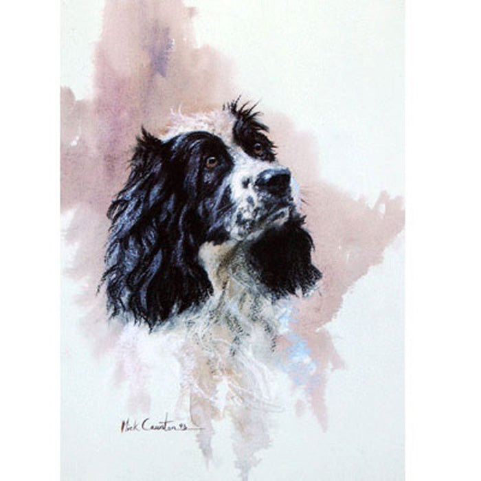 Cocker Spaniel (Head Study) Print