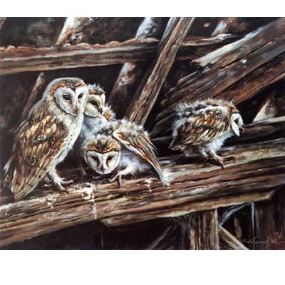 Young Barn Owls Print