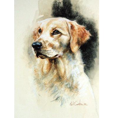 Golden Retriever (Head Study) Print