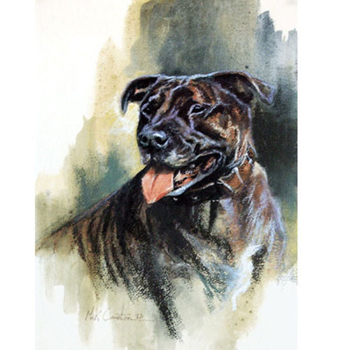 Staffordshire Bull Terrier Head Study Print