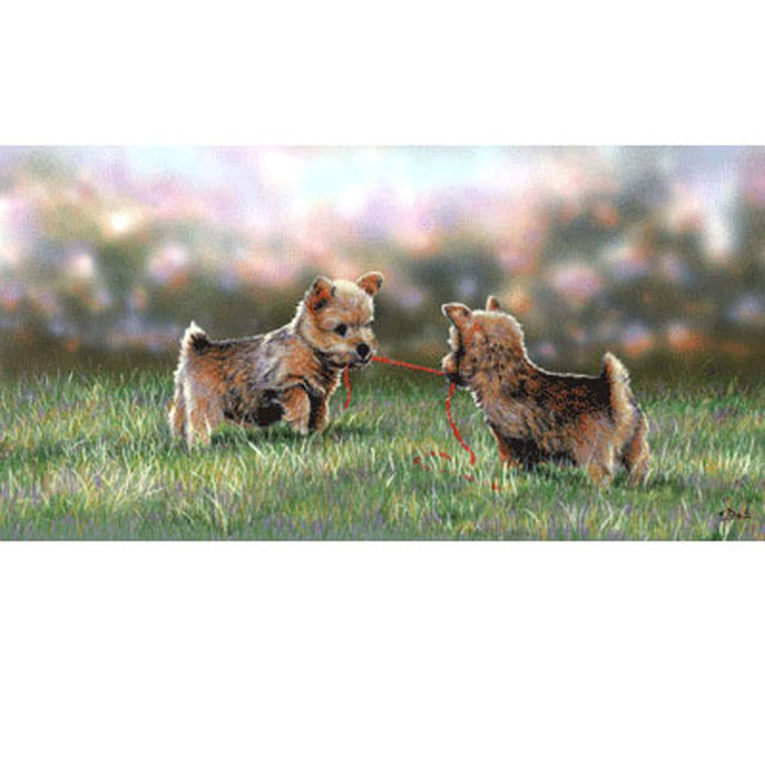 Tug Of Love (Norfolk Terrier Pups) Print