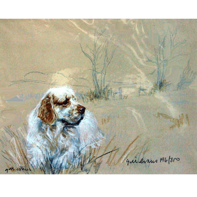 Clumber Spaniel Print