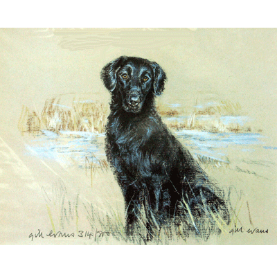 Flat Coat Retriever Print