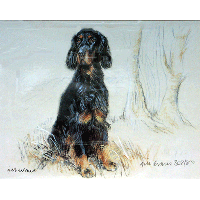 Gordon Setter Print