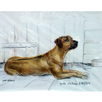 Rhodesian Ridgeback Print