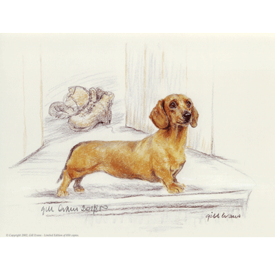 Smooth Haired Dachshund Print