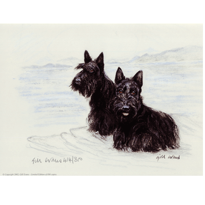 Scottish Terriers Print