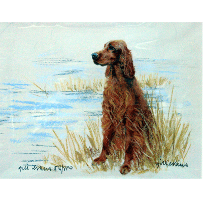 Irish Setter Print