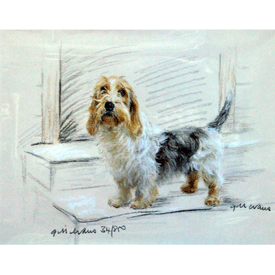 Petit Basset Griffon Vendeen Print