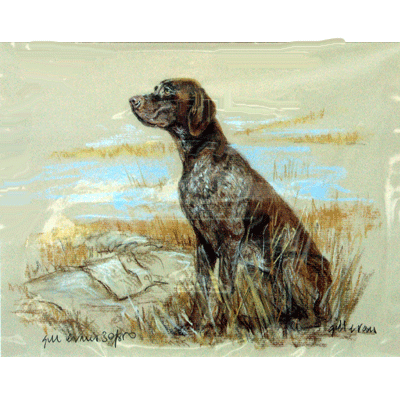 Short Haired German Pointer Print