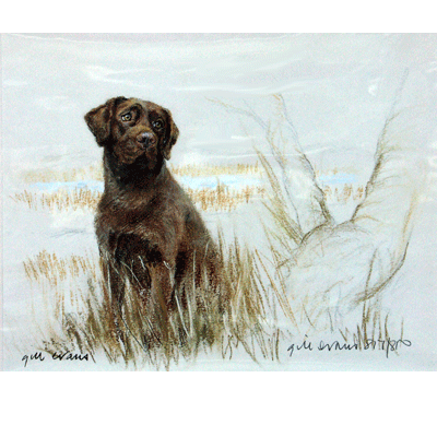 Chocolate Labrador Print