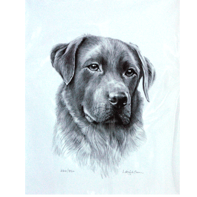 Labrador Print