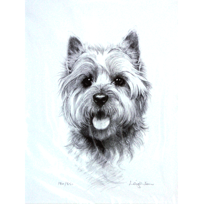 Cairn Terrier Print