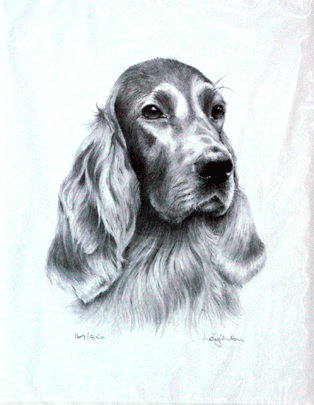 Irish Setter Print