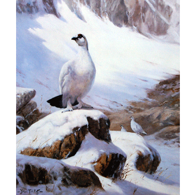 Ptarmigan Print