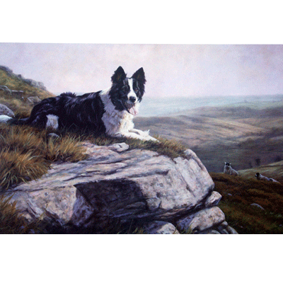 In Control Border Collie Print